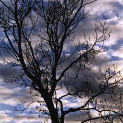 tree & sky 02