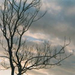 tree & sky 03