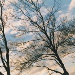 tree & sky 04
