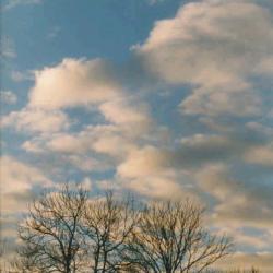tree & sky 08
