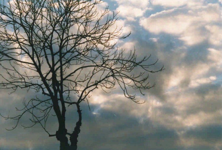 tree & sky 09