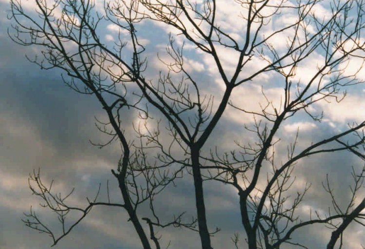tree & sky 10