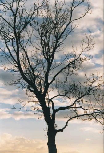tree & sky 11