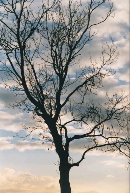 tree & sky 11