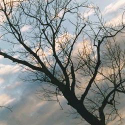 tree & sky 14