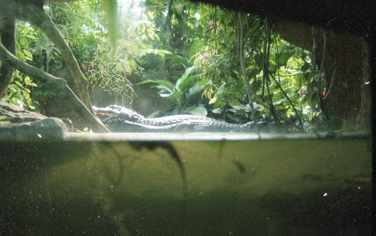 aligator aquarium
