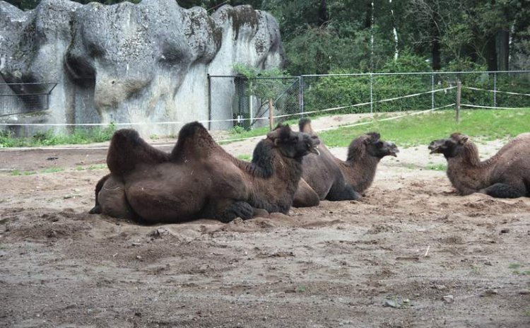 chilling camels