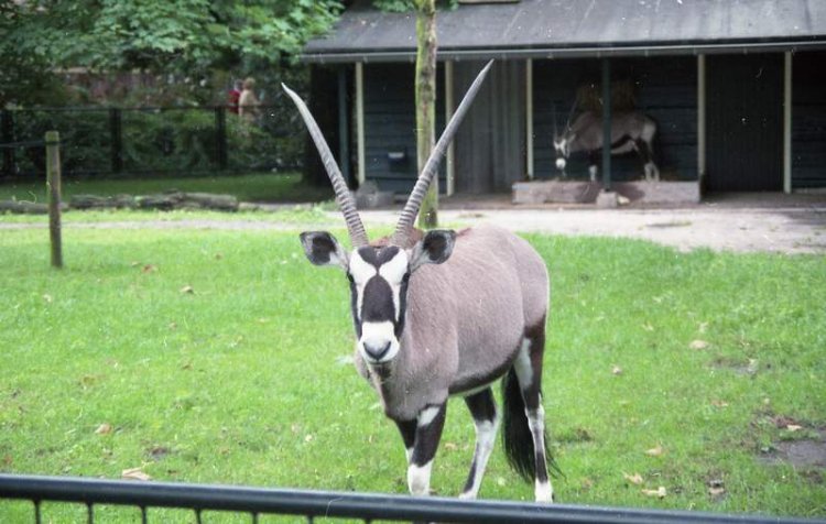 gemsbok  gemsbuck or south african oryx