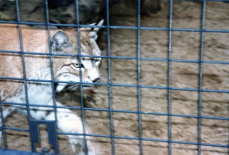 lynx in a cage