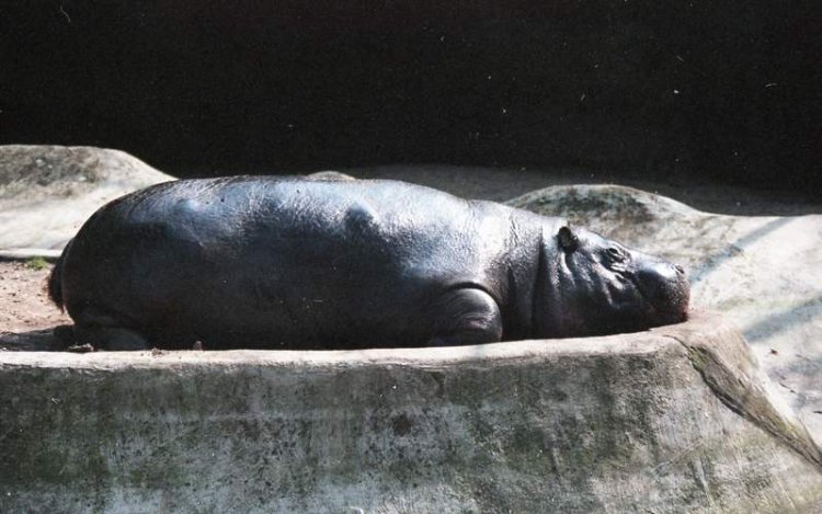 sleeping hippo baby