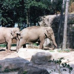 standing elephants