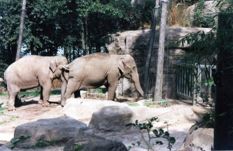 standing elephants