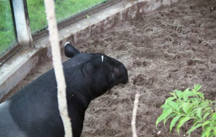 tapir in zoo